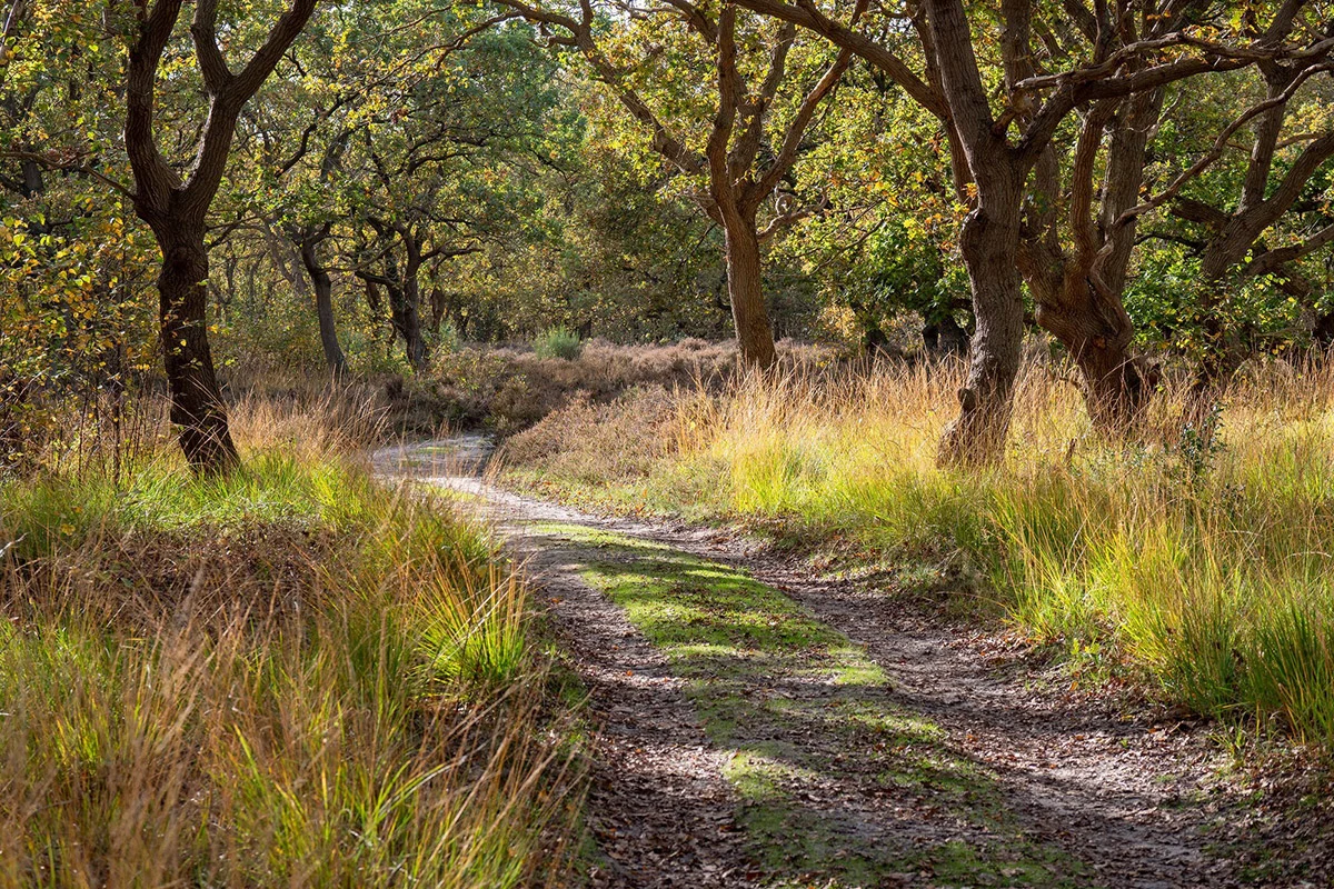 Bospad in de duinen rond het landgoed